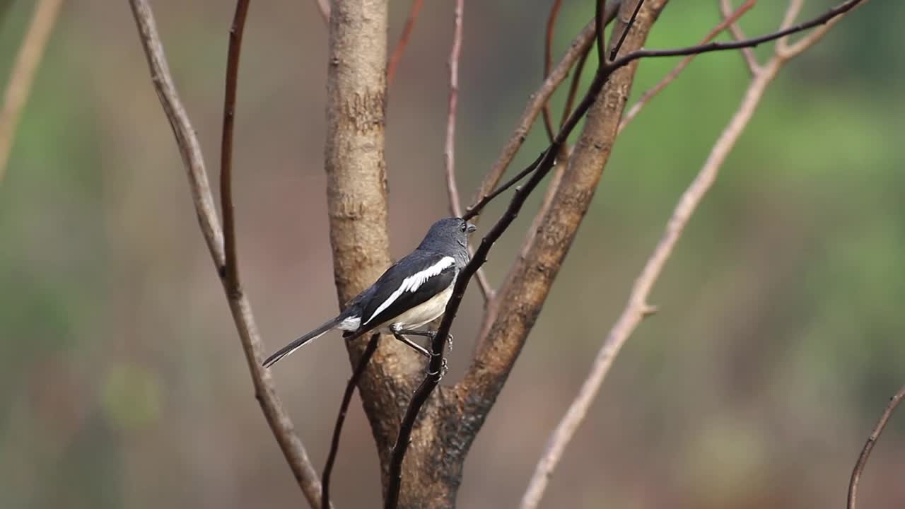 Download Stock Video Bird Looking Towards The Camera Live Wallpaper For PC