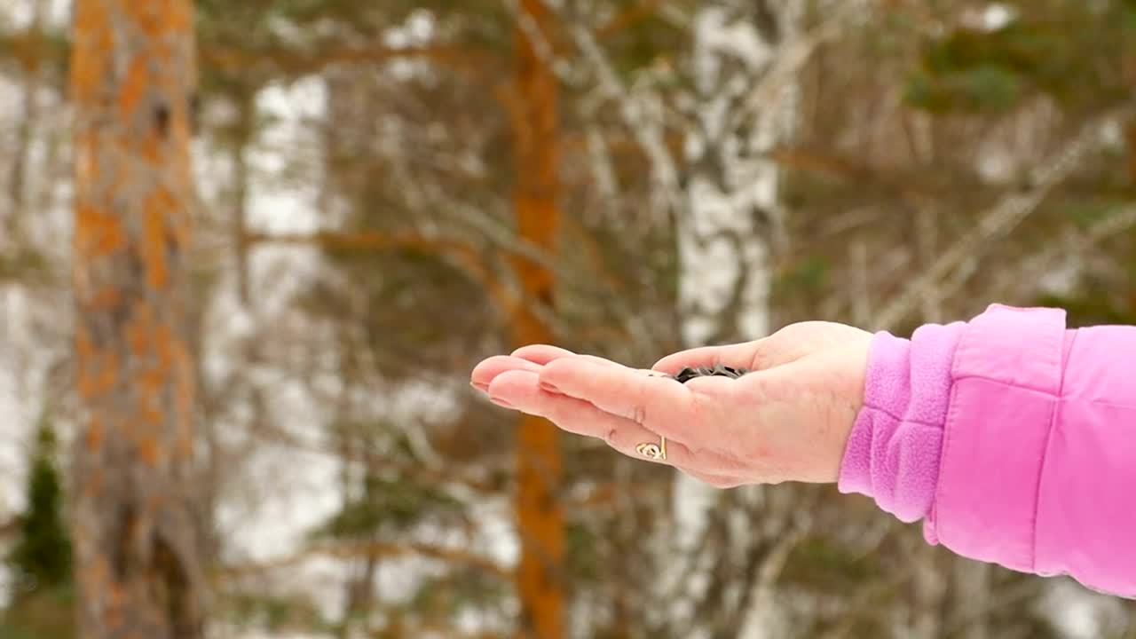 Download Stock Video Bird Feeding From Womans Hand Live Wallpaper For PC