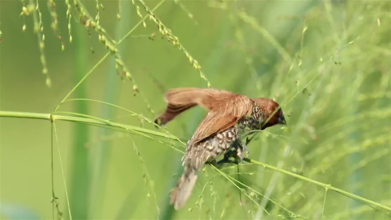 Download Stock Video Bird Climbing On Wildflowers Live Wallpaper For PC