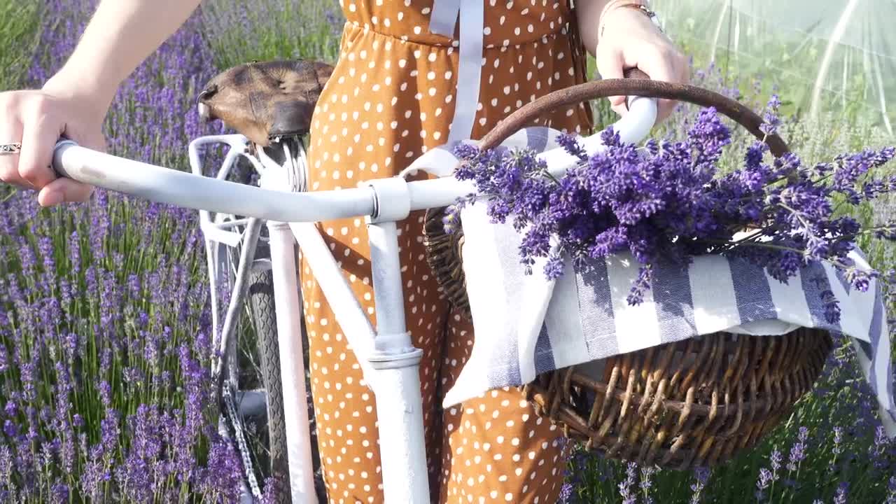 Download Stock Video Bike Basket Filled With Lavender Live Wallpaper For PC