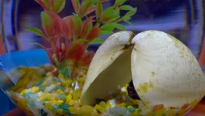 Download Stock Video Betta Fish In Aquarium Live Wallpaper For PC