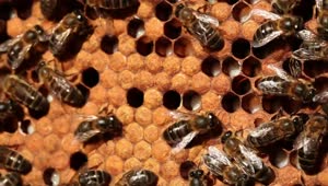 Download Stock Video Bees On A Honeycomb Live Wallpaper For PC