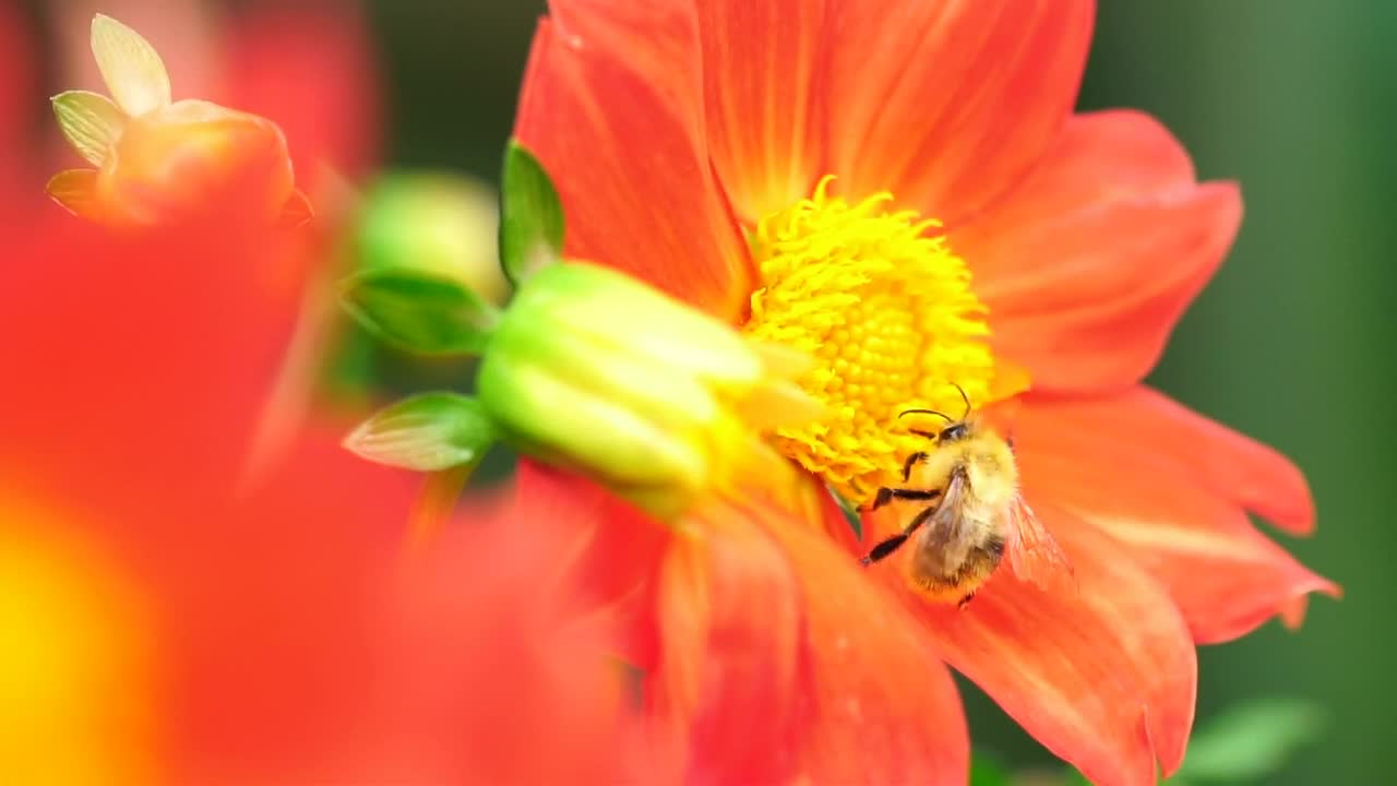 Download Stock Video Bee Working On An Orange Flower Live Wallpaper For PC