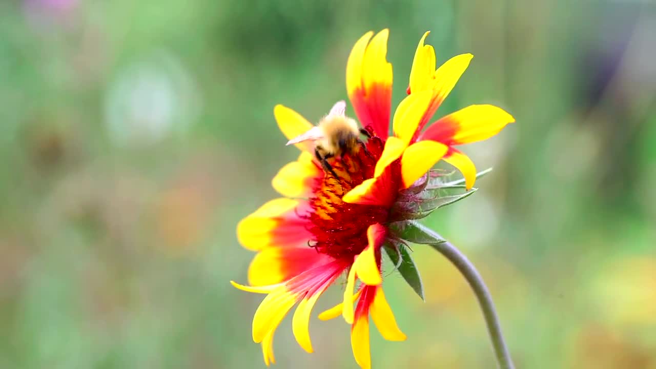 Download Stock Video Bee Walking On A Flower Live Wallpaper For PC