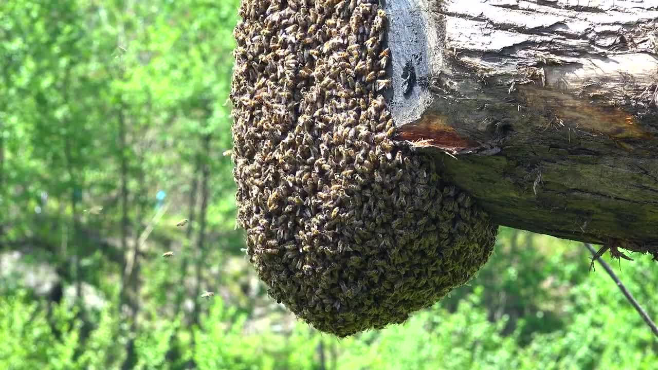 Download Stock Video Bee Swarm On A Trunk Live Wallpaper For PC