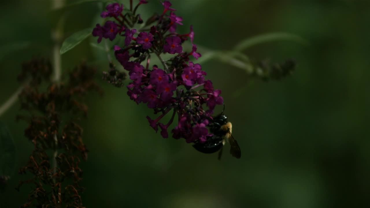 Download Stock Video Bee Pollinating The Flowers In Slow Motion Live Wallpaper For PC