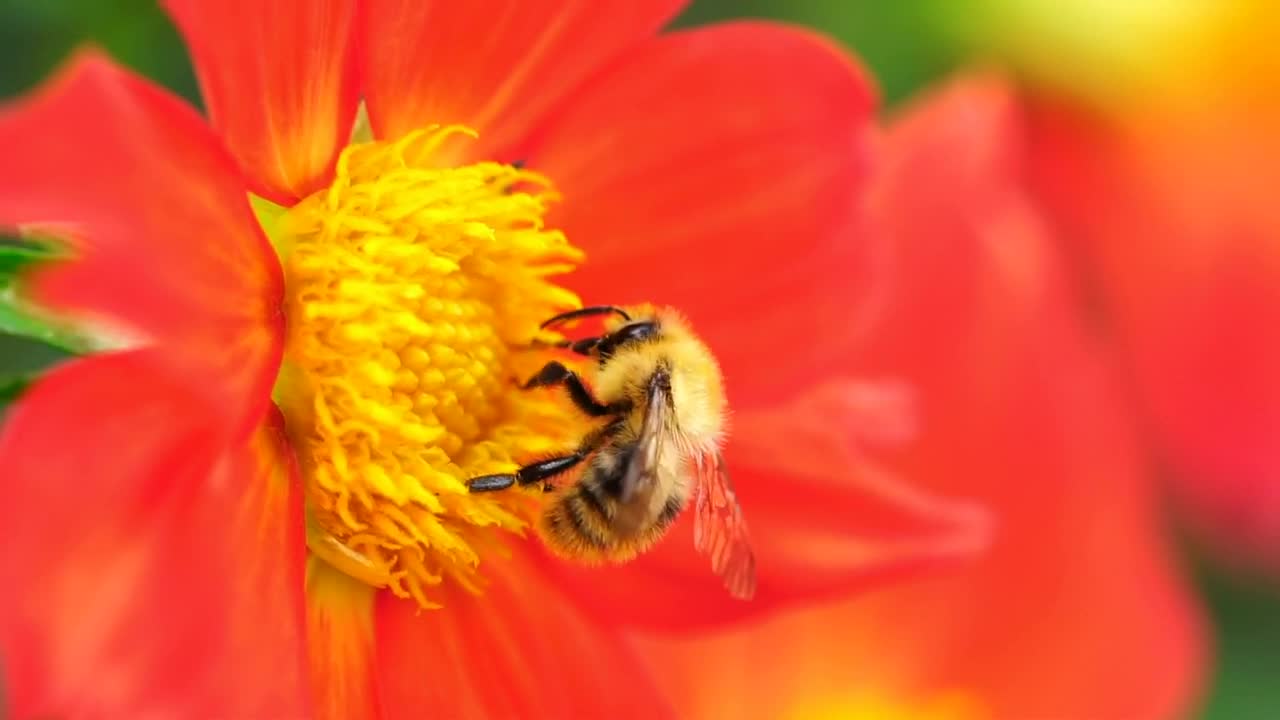 Download Stock Video Bee Pollinating An Orange Flower Live Wallpaper For PC