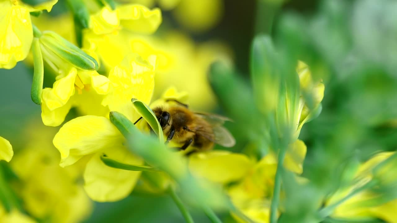 Download Stock Video Bee Pollinating A Yellow Flower Live Wallpaper For PC