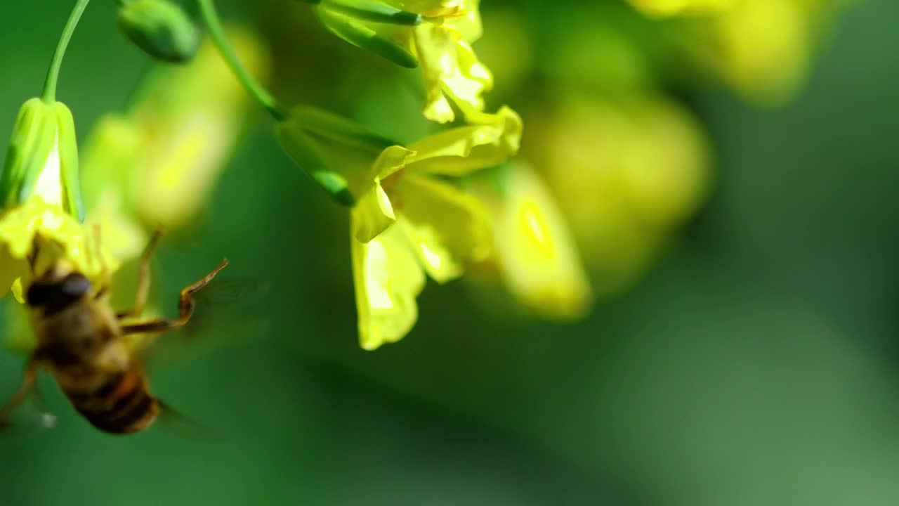 Download Stock Video Bee On A Yellow Flower In A Green Background Live Wallpaper For PC