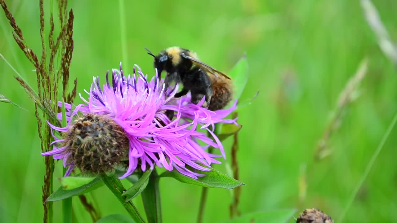 Download Stock Video Bee Perched On A Purple Flower In Nature Live Wallpaper For PC