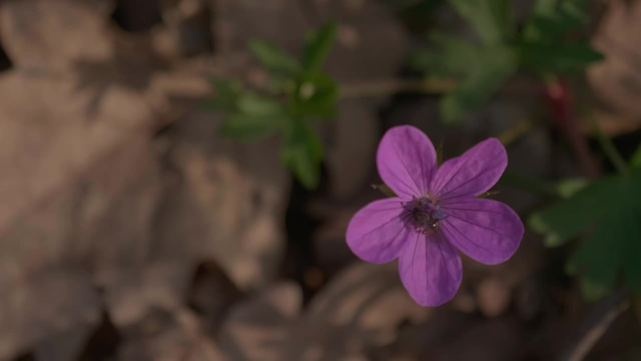 Download Stock Video Bee Landing On A Purple Wildflower Live Wallpaper For PC