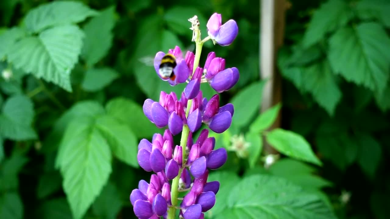 Download Stock Video Bee Flying Around Purple Flowers Live Wallpaper For PC