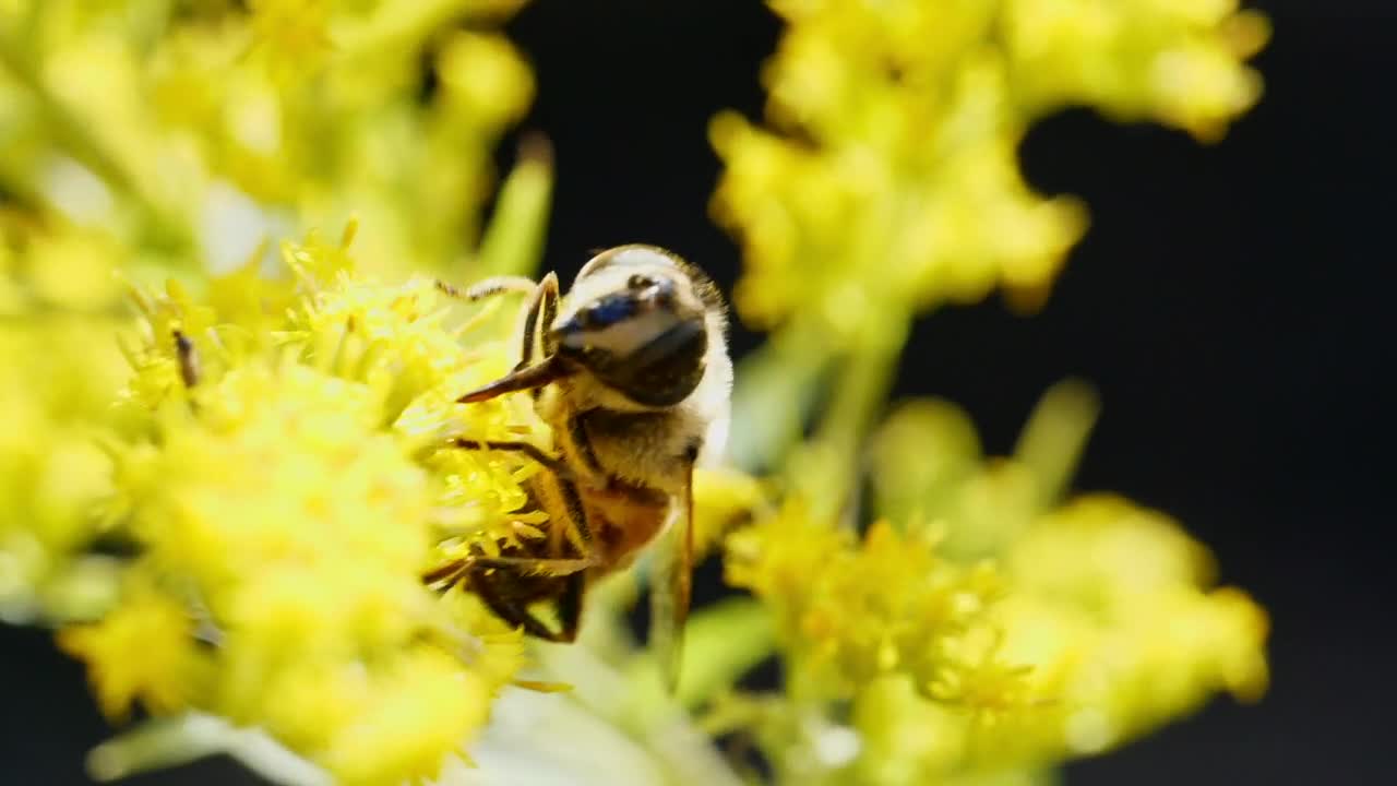 Download Stock Video Bee Collecting Pollen Live Wallpaper For PC