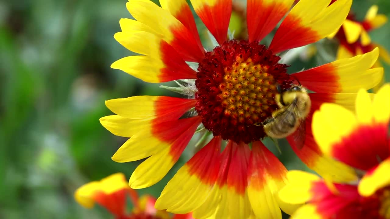 Download Stock Video Bee At Work On A Red And Yellow Flower Live Wallpaper For PC