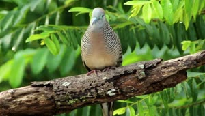 Download Stock Video Beautiful Dove In The Woods Live Wallpaper For PC