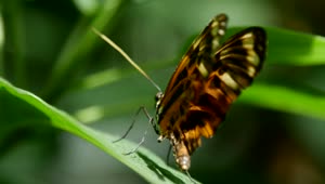 Download Stock Video Beautiful Butterfly Standing On A Leaf Live Wallpaper For PC