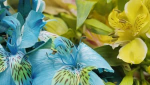Download Stock Video Beautiful Blue And Yellow Flowers Live Wallpaper For PC