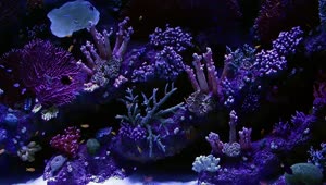Download Stock Video Beautiful Aquarium In Purple Tones With Small Fish Live Wallpaper For PC