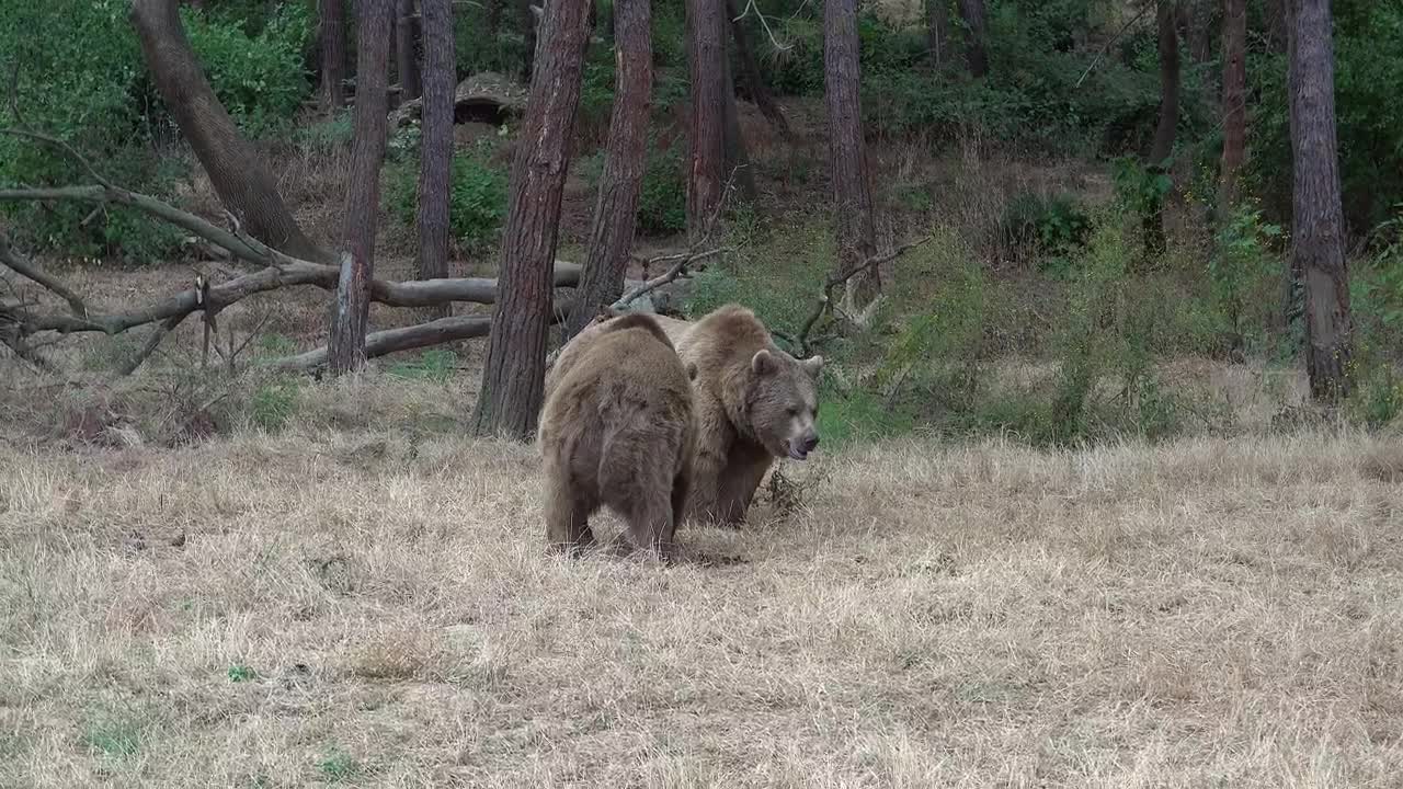 Download Stock Video Bears Fighting In The Forest Live Wallpaper For PC