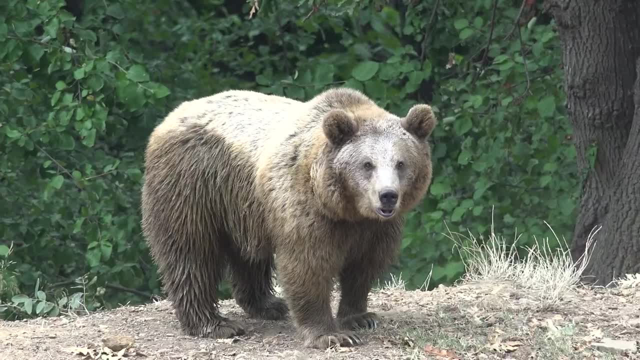 Download Stock Video Bear Wandering In The Forest Live Wallpaper For PC