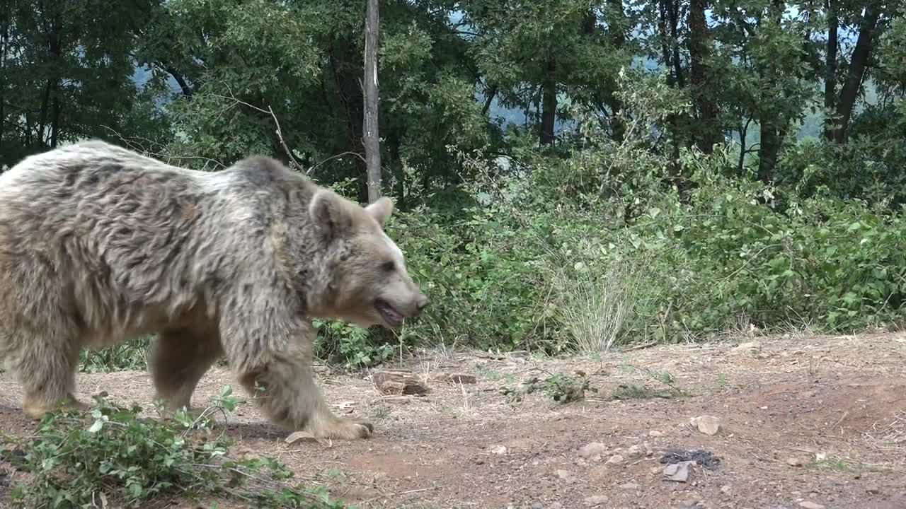 Download Stock Video Bear Walking In The Forest Live Wallpaper For PC