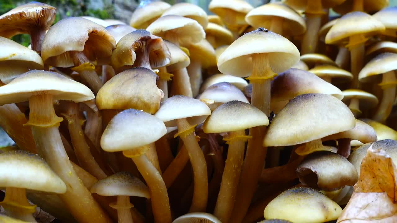 Download Video Stock Closeup Of Wild Mushrooms Live Wallpaper For PC