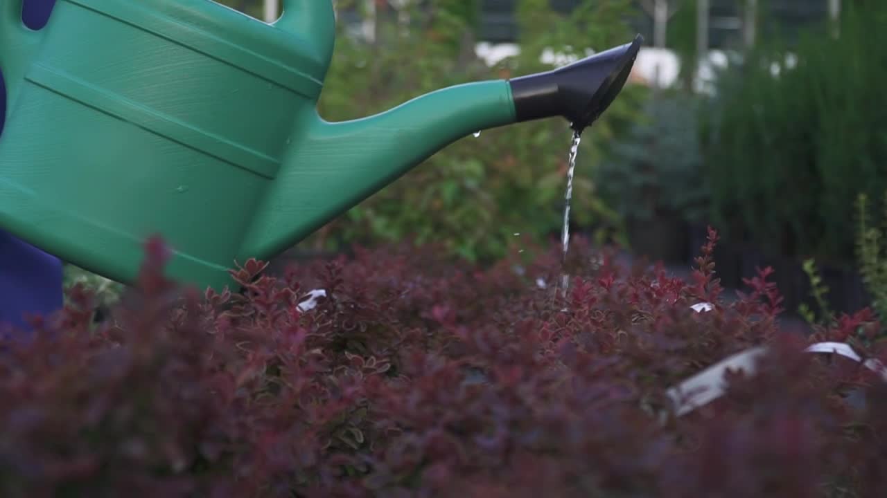 Download Video Stock Closeup Of Watering Can Pouring On Garden Bushes Live Wallpaper For PC