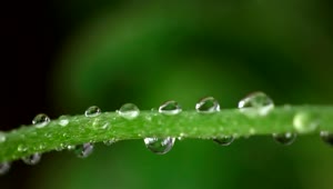 Download Video Stock Closeup Of Raindrops On A Green Branch Live Wallpaper For PC