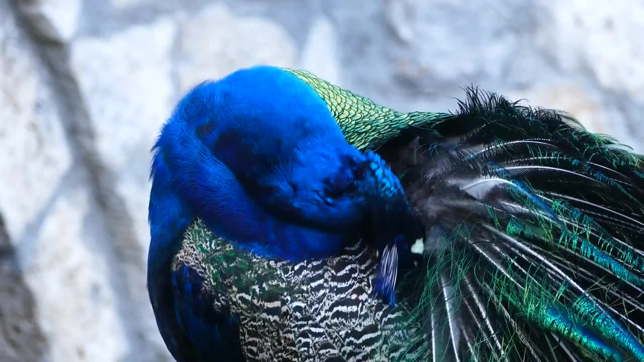 Download Video Stock Closeup Of Peacock Cleaning His Feathers Live Wallpaper For PC