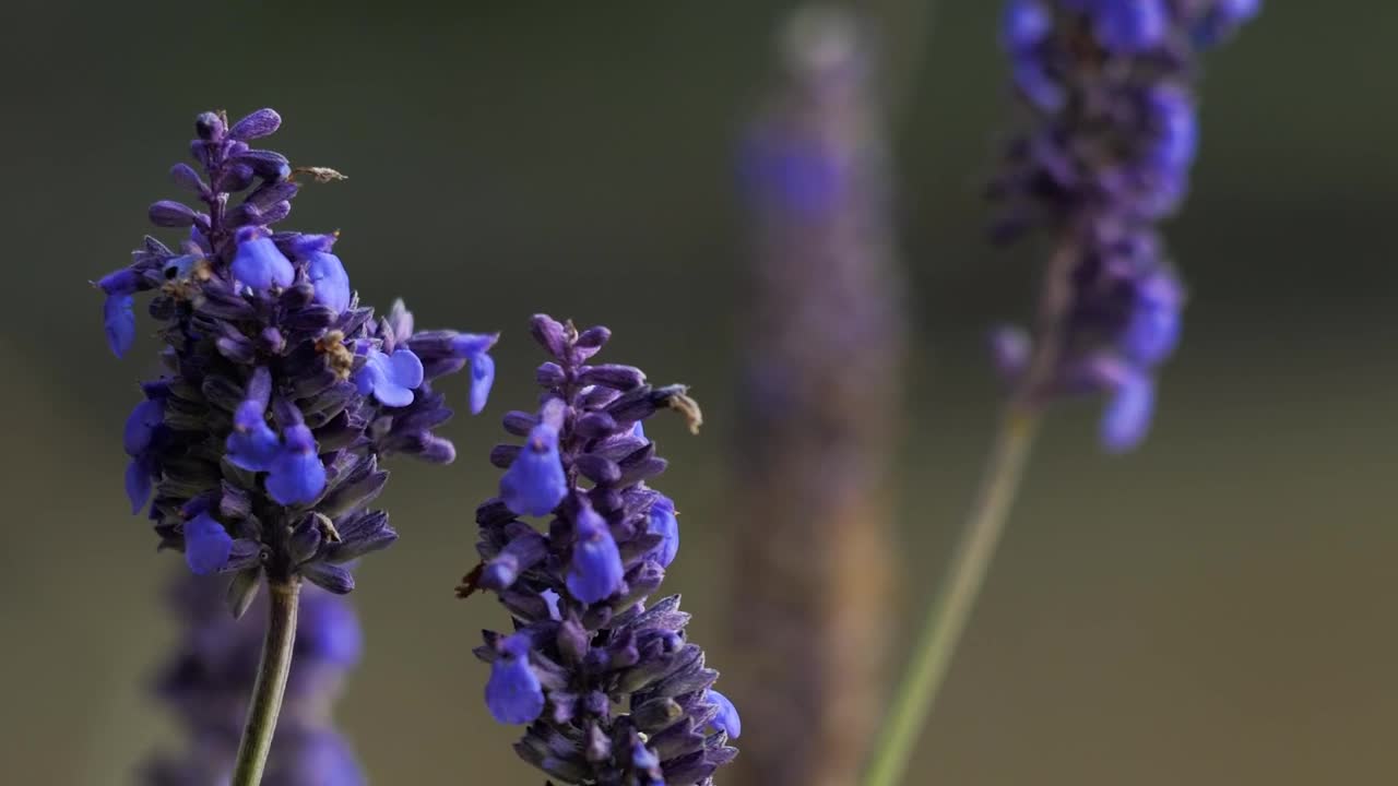 Download Video Stock Closeup Of Lavender Field Live Wallpaper For PC