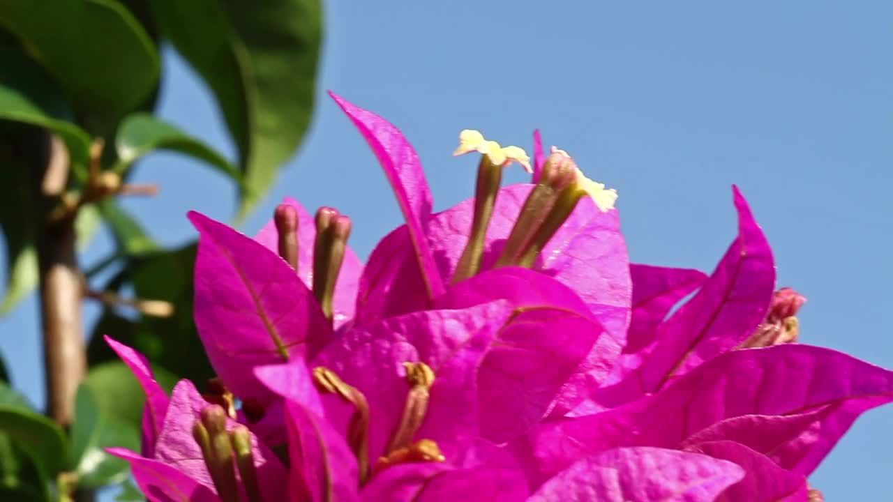 Download Video Stock Closeup Of Bougainvillea Live Wallpaper For PC