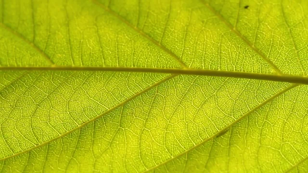 Download Video Stock Closeup Of An Insect On A Leaf Live Wallpaper For PC