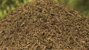 Download Video Stock Closeup Of An Anthill Live Wallpaper For PC