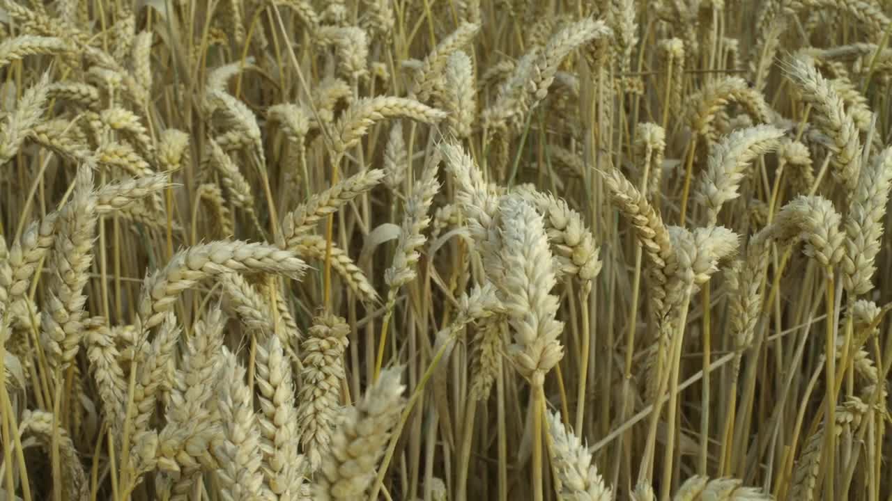 Download Video Stock Closeup Of A Wheat Field Live Wallpaper For PC