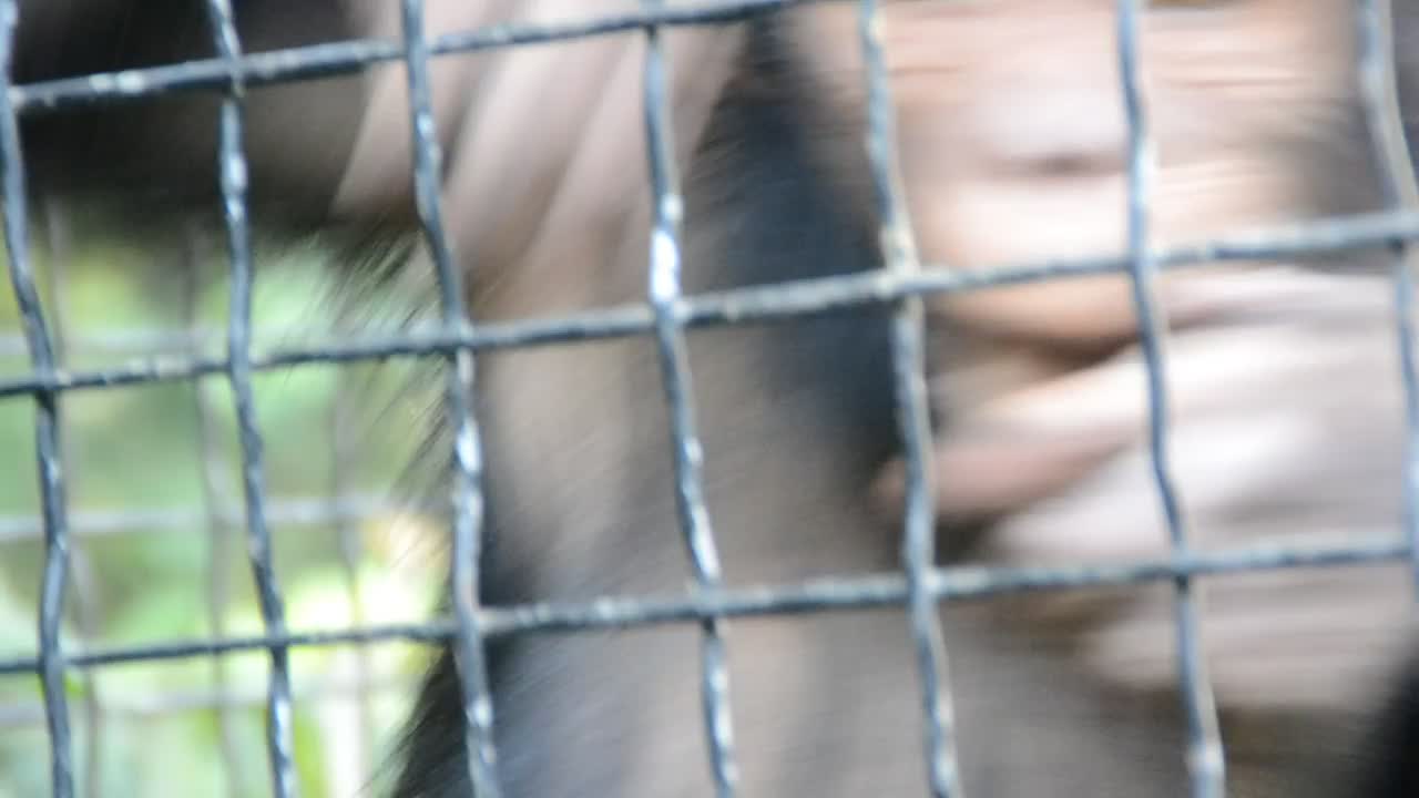 Download Video Stock Closeup Of A Monkey In A Zoo Live Wallpaper For PC