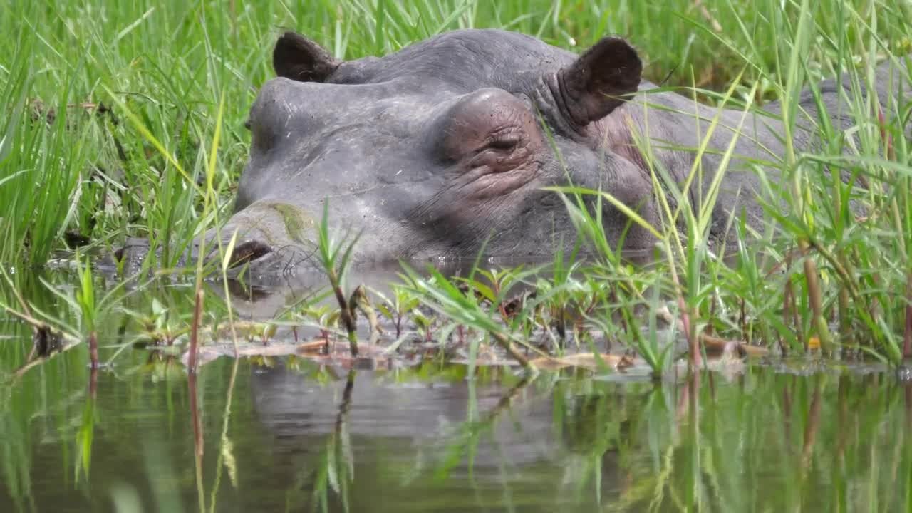 Download Video Stock Closeup Of A Hippo Sleeping In A Swamp Live Wallpaper For PC