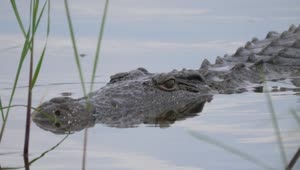 Download Video Stock Closeup Of A Crocodile In A Lake Live Wallpaper For PC