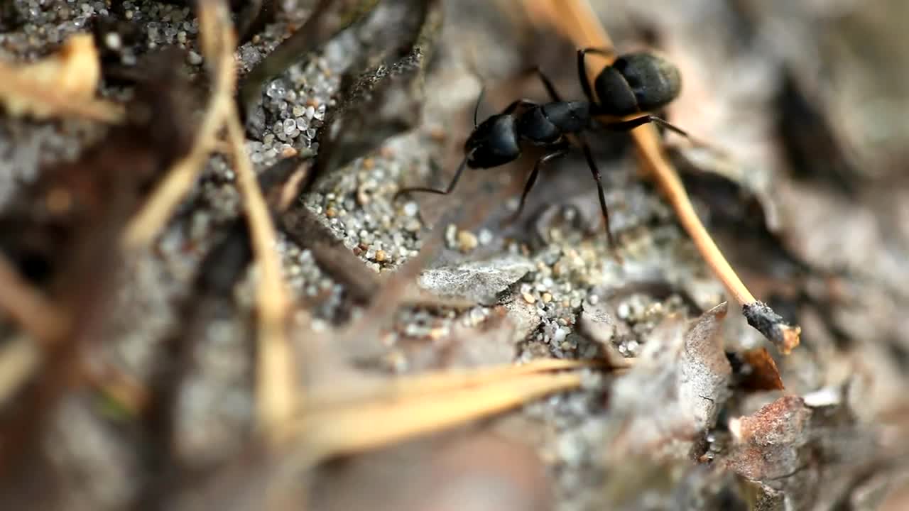 Download Video Stock Closeup Of A Black Ant Live Wallpaper For PC