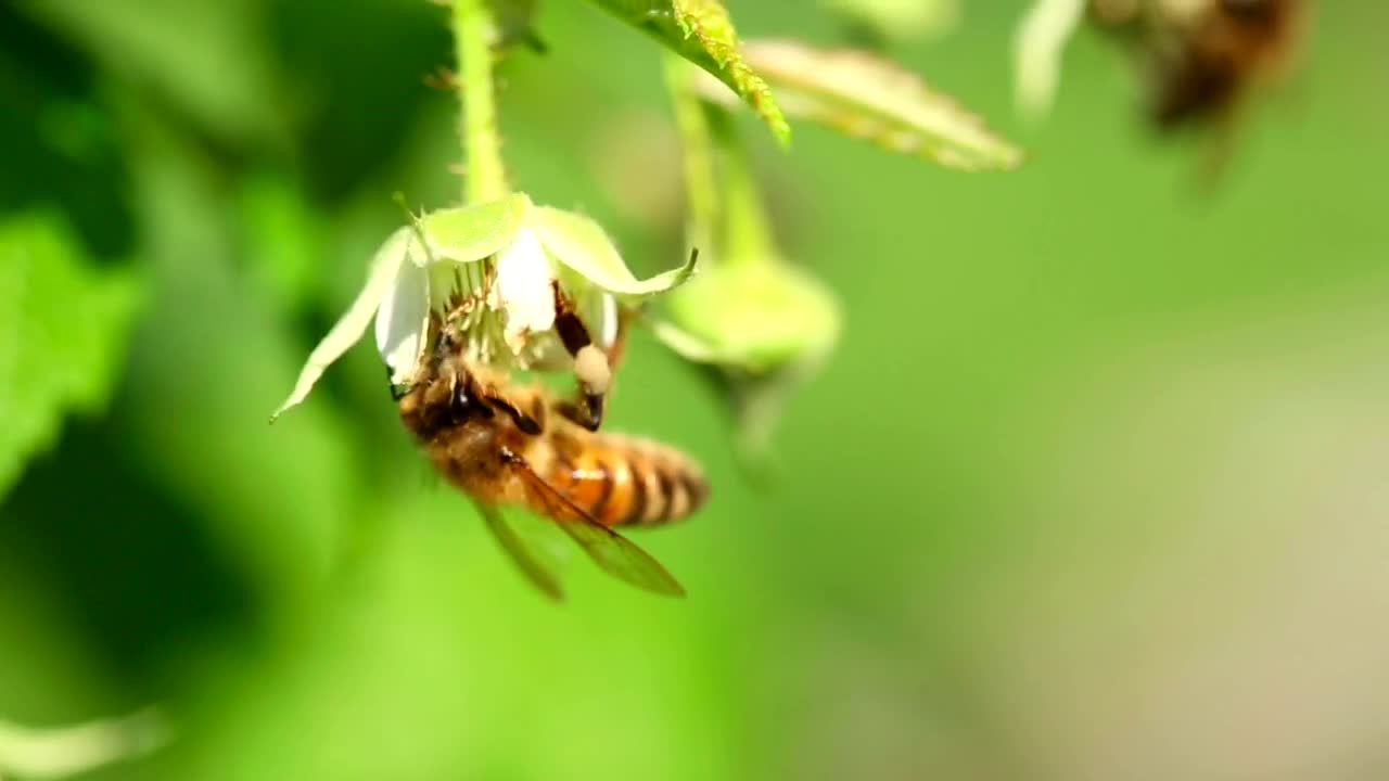 Download Video Stock Closeup Of A Bee On A Flower Live Wallpaper For PC