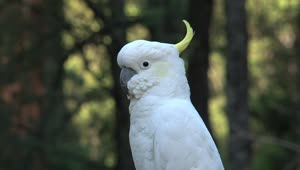 Download Video Stock Close Up Of A White Cockatoo Live Wallpaper For PC