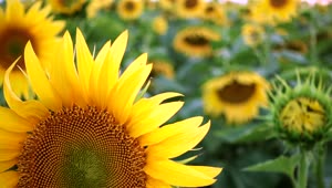 Download Video Stock Close Up Of A Sunflower Live Wallpaper For PC