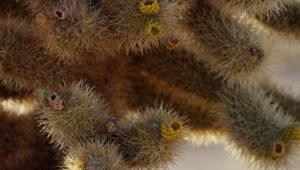 Download Video Stock Close Up Of A Spiny Cactus Plant Live Wallpaper For PC