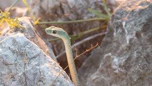 Download Video Stock Close Up Of A Snake In Between The Rocks Live Wallpaper For PC