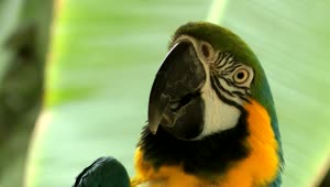 Download Video Stock Close Up Of A Parrot In Nature Live Wallpaper For PC
