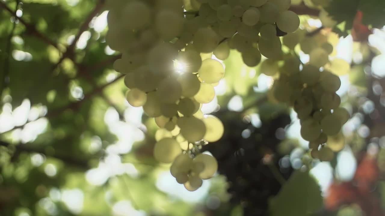 Download Video Stock Choosing Grapes In A Vineyard Live Wallpaper For PC