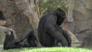 Download Video Stock Chimps Resting In The Shade Live Wallpaper For PC