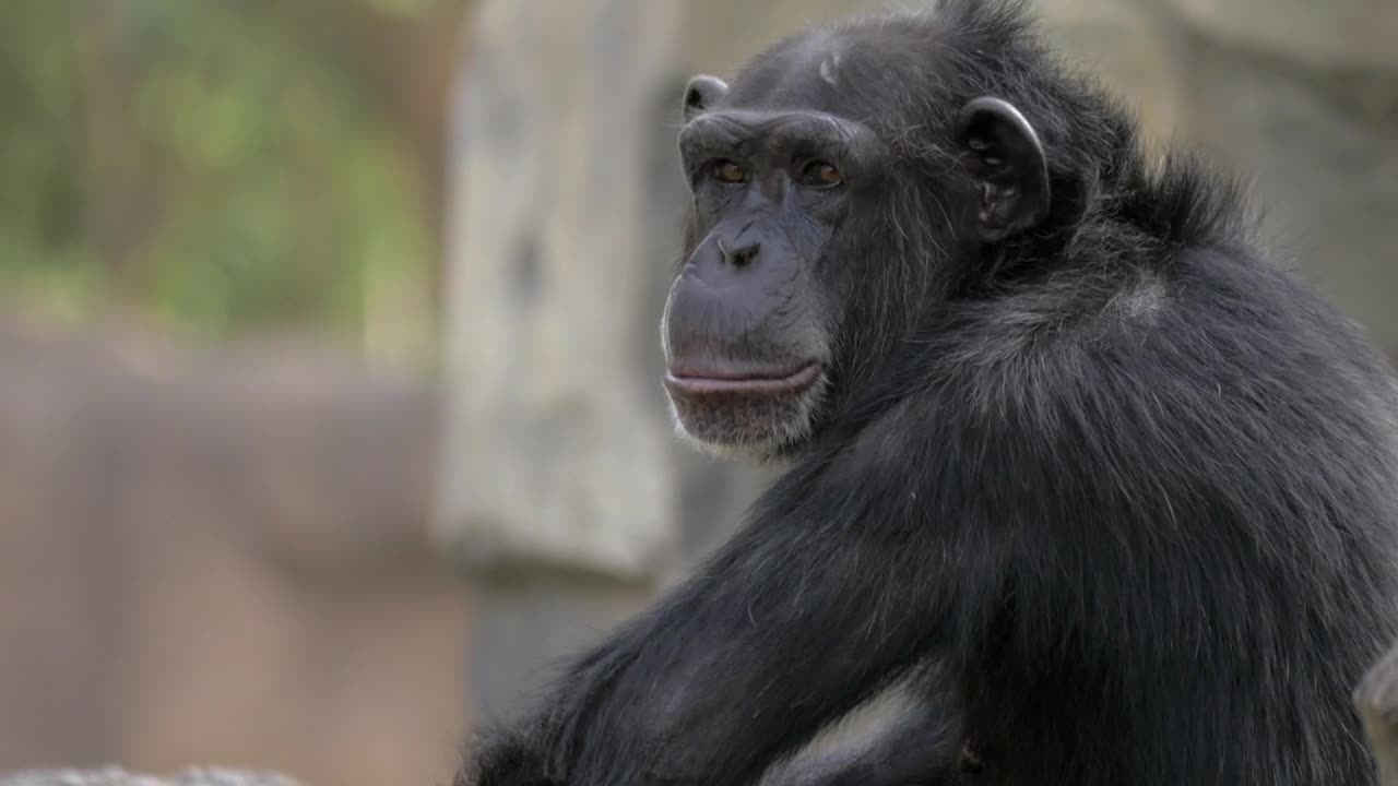 Download Video Stock Chimpanzee Opening Their Mouth Live Wallpaper For PC