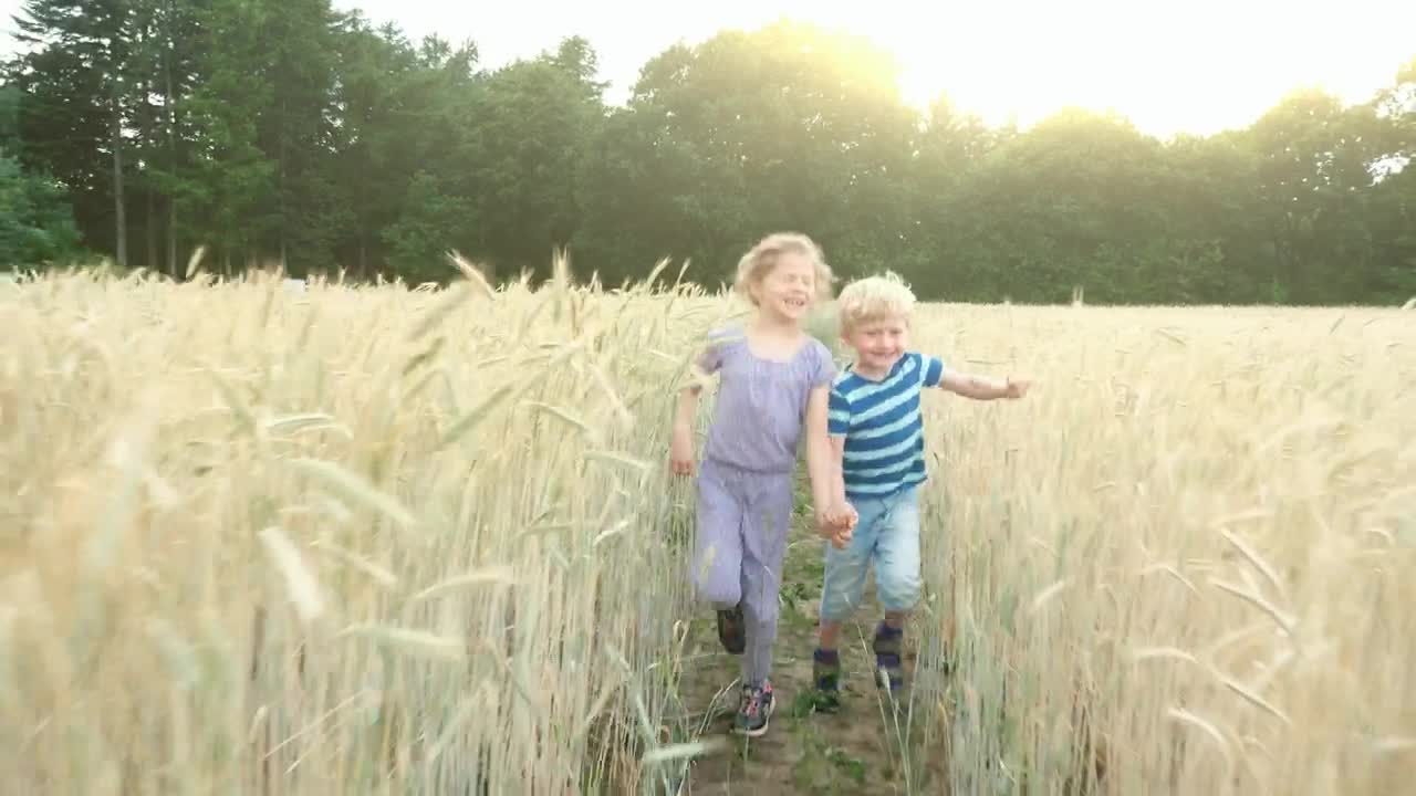 Download Video Stock Children Walking Through A Wheat Field At Summer Live Wallpaper For PC