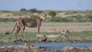 Download Video Stock Cheetahs Near A Water Hole Live Wallpaper For PC