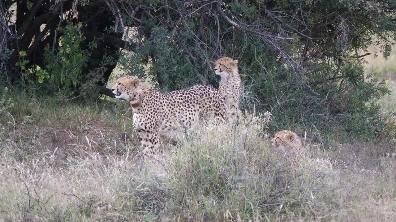 Download Video Stock Cheetah Walks Away From The Herd Live Wallpaper For PC